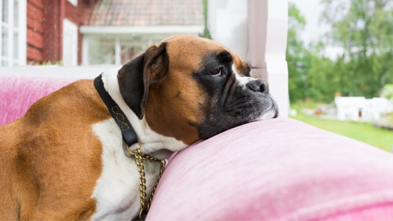 Causas por las que un perro come heces